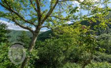 Casale con vista e annessi